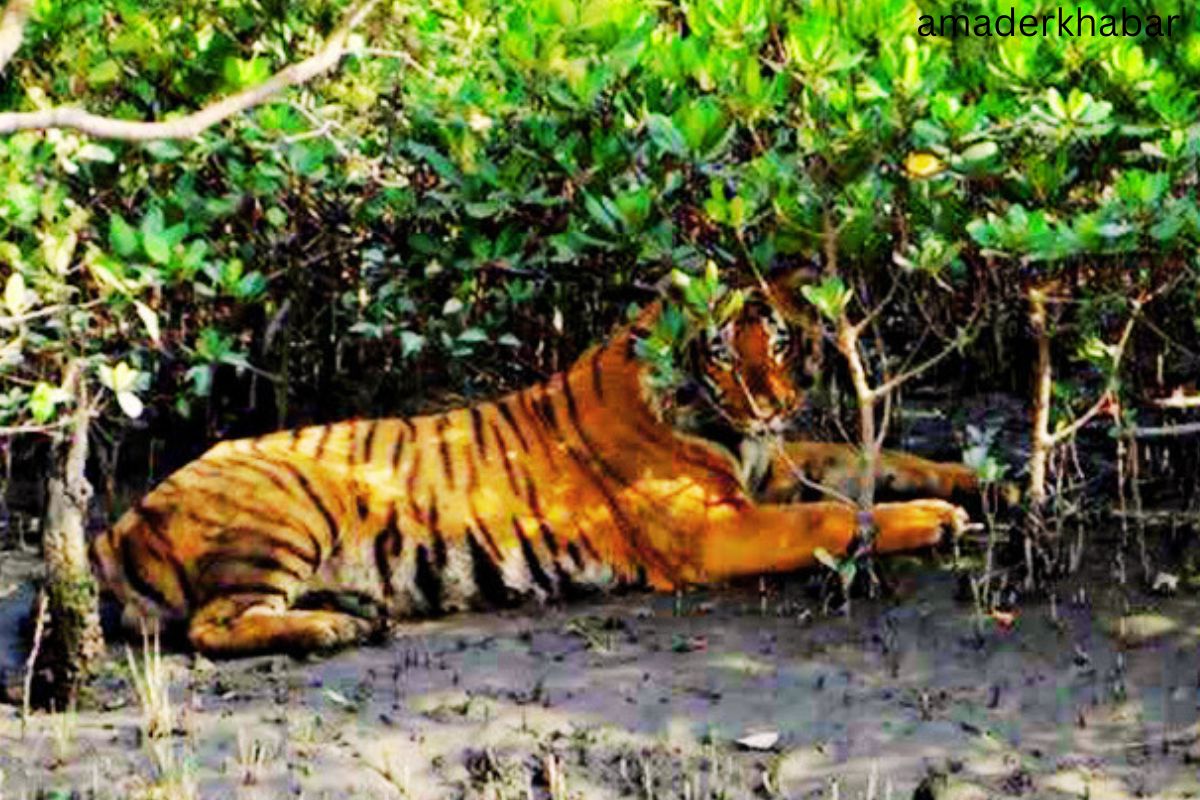 বাঘের আনাগোনা বেড়েছে সুন্দরবনে বাংলাদেশ অংশে