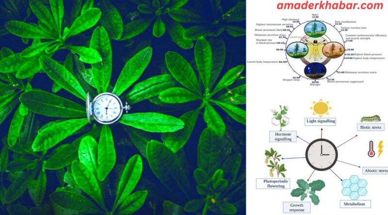 দেহঘড়ি বা সার্কাডিয়ান প্রভাব গাছেরও