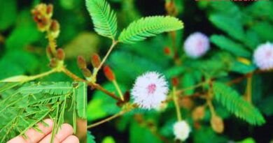 লজ্জাবতী গাছের পাতা নুয়ে পড়ে কেন